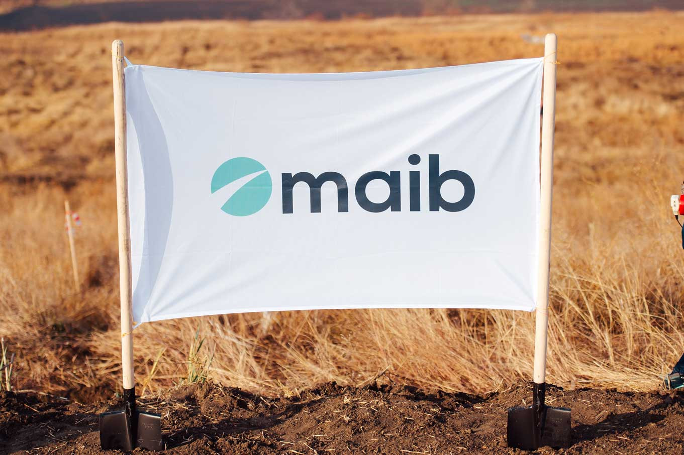 Planting the maib forest